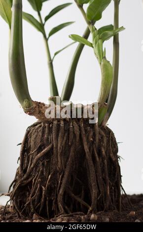 Zamioculcas wurzeln ohne Erde, bevor sie auf weißem Hintergrund repunktieren Stockfoto