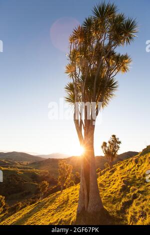 Kohlbäume am Hang im Sonnenlicht, Ostkap Stockfoto