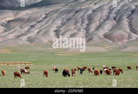 Herde von Ziegen und Schafen, die auf Weiden grasen. Mongolische Berglandschaften mit erodierten Abhängen am Tolbo-Nuur-See im Norden der Mongolei. Stockfoto