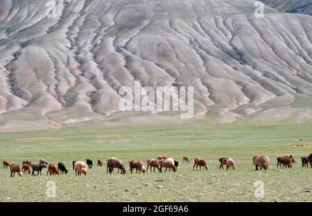 Herde von Ziegen und Schafen, die auf Weiden grasen. Mongolische Berglandschaften mit erodierten Abhängen am Tolbo-Nuur-See im Norden der Mongolei. Stockfoto