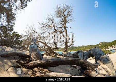 (Selektiver Fokus) atemberaubende Aussicht auf einen Wacholder, der an einem weißen Sandstrand angebaut wird, Sardinien, Italien. Stockfoto