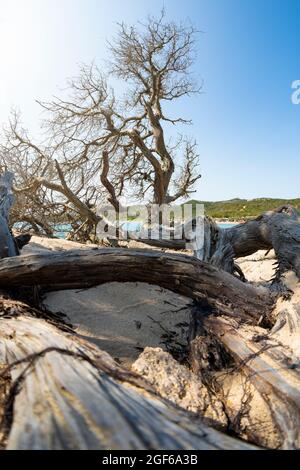 (Selektiver Fokus) atemberaubende Aussicht auf einen Wacholder, der an einem weißen Sandstrand angebaut wird, Sardinien, Italien. Stockfoto