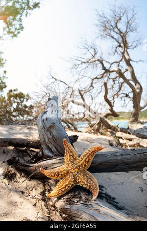 (Selektiver Fokus) atemberaubende Aussicht auf einen Seesterne auf einem Wacholder, der an einem weißen Sandstrand angebaut wird, Sardinien, Italien. Stockfoto