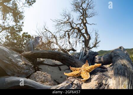 (Selektiver Fokus) atemberaubende Aussicht auf einen Seesterne auf einem Wacholder, der an einem weißen Sandstrand angebaut wird, Sardinien, Italien. Stockfoto