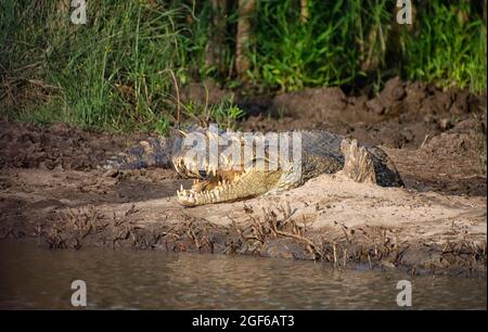 Ein Nilkrokodil, das sich an einem Flussufer im Süden sonnen Afrika Stockfoto