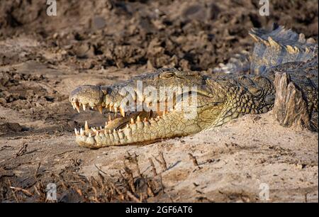 Ein Nilkrokodil, das sich an einem Flussufer im Süden sonnen Afrika Stockfoto