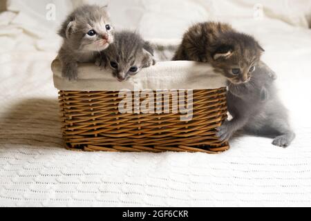 Fünf kleine bunte Katzen Kätzchen sitzen in einem korbbraunen Korb, niedliches Gesicht. Stockfoto