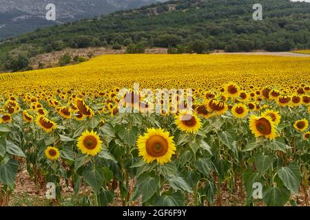 Riesiges Feld von Sonnenblumen in voller Blüte. Konzept Landwirtschaft Stockfoto