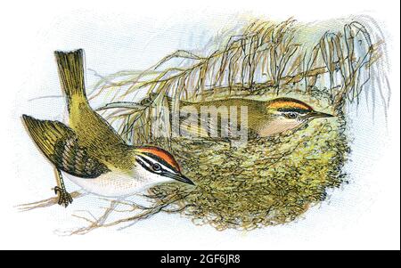 1898 Farbstich der Feuerstelle (Regulus ignicapilla) und des Goldcrest (regulus regulus). Stockfoto