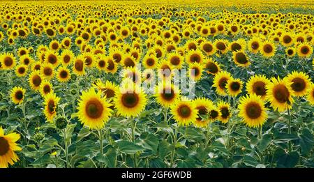 Großes Feld mit gelben Sonnenblumen, das sich am sonnigen Tag auf dem Land gegen den blauen Himmel mit weißen Blumen befindet Stockfoto