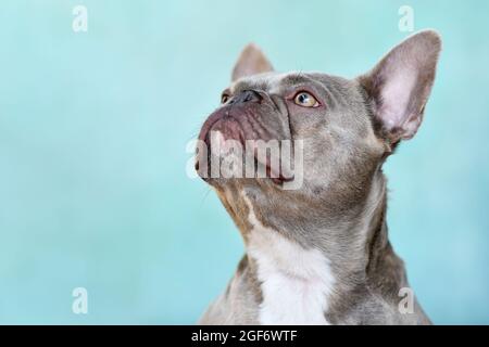Kopf des fliederfarbenen brinmligen französischen Bulldoggen-Hundes mit gelben Augen, die vor der blauen Wand aufschauen Stockfoto
