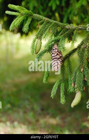 Fichtenkegel auf einem Zweig einer Fichte im Wald in der Natur Stockfoto