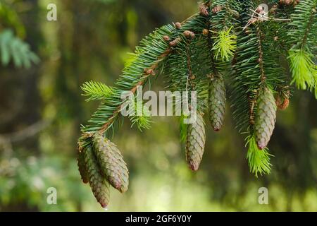 Fichtenkegel auf einem Zweig einer Fichte im Wald in der Natur Stockfoto