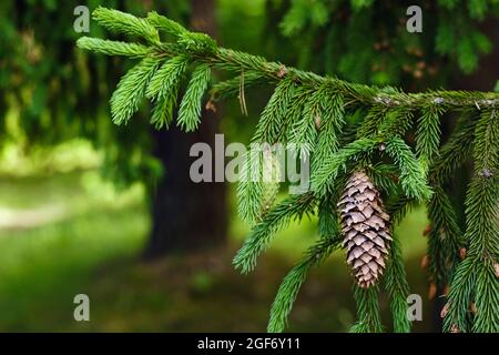 Fichtenkegel auf einem Zweig einer Fichte im Wald in der Natur Stockfoto