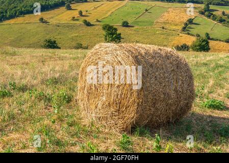 Feld mit zylindrischen Heuballen, an einem sonnigen Tag. Nahaufnahme des vorderen Bildes. Stockfoto