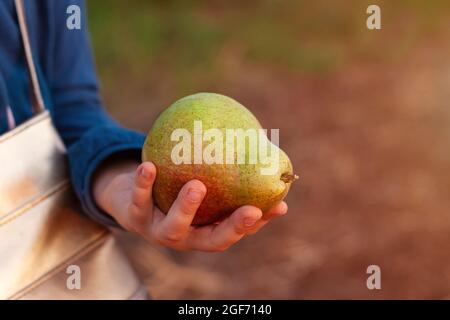 Große Birne in Kinderhand bei Sonnenuntergang. Reife Früchte in der Nähe im Sonnenlicht. Frische bunte Birnen wachsen im Garten. Gesunde Früchte essen, Erntekonzept, Stockfoto