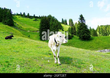 Kuh auf dem Hahnenkamm in Österreich. Bergkuh auf einer üppigen Wiese. Kuhglocke. Stockfoto