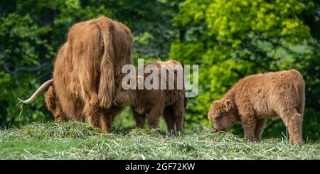 Highland-Kuh mit zwei jungen Kälbern, die auf dem Feld im Dalmeny Estate in der Nähe von South Queensferry in Schottland, Großbritannien, grasen Stockfoto