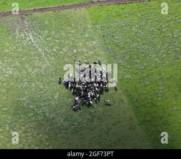 Luftaufnahme von Holstein-Friesischen Kühen, die sich in einem Feld in Yorkshire zusammendrängten Stockfoto