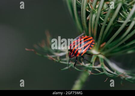 Nahaufnahme Detail eines Graphosoma Lineatum Fehlers auf einer Blume. Stockfoto