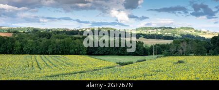 Landschaft in französisch morvan mit Sonnenblumen unter blauem Himmel mit Wolken Stockfoto