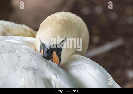 Stummer Schwan in Ruhe. Stockfoto