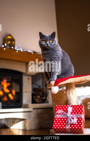 Katze sitzt auf einem Haustier-Bett mit Geschenkbox vor dem Kamin. Britische Kurzhaarkatze, die sich in den Weihnachtsferien gemütlich drinnen entspannt Stockfoto