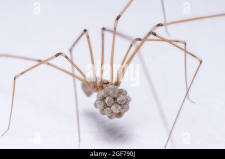 Pholcus phalangioides, Makro einer weiblichen Kellerspinne, bekannt als Dardy Longlegs Spinne oder Schädelspinne, die ein Gelege von Eiern in ihren Kiefern hält Stockfoto