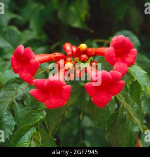 Kletterpflanze, Trompetenblume (Campsis taglibuana), Madame Galen (Campsis x tagliabuana) Stockfoto