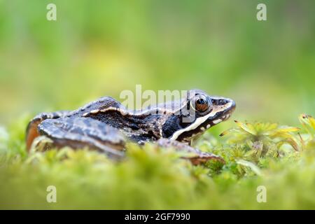 Moorfrosch (Rana arvalis), sitzend auf Torfmoos in einem Moor, Esterweger Dose, Niedersachsen, Deutschland Stockfoto