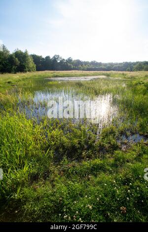 Naturschutzgebiet in Münster, Amphibienlaichgewässer bei Sonnenschein, Münster, Nordrhein-Westfalen, Deutschland Stockfoto
