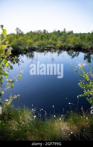 Landschaftsaufnahme Rehdener Geestmoor, Baumwollgras im Vordergrund, junge Birken im Hintergrund, Niedersachsen, Deutschland Stockfoto