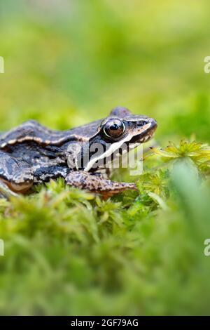 Moorfrosch (Rana arvalis), sitzend auf Torfmoos in einem Moor, Esterweger Dose, Niedersachsen, Deutschland Stockfoto