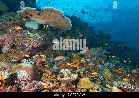 Hyazinthe Table Coral (Acropora hyacinthus), verschiedene Steinkorallen, Schmuckflagfische (Pseudanthias scamipinnis) im Korallenriff, Indischer Ozean, Malediven Stockfoto