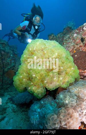 Der Wassertauch sieht Bubble Coral (Plerogyra sinuosa), Andaman Sea, Similan Islands, Thailand an und beleuchtet sie