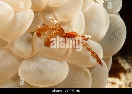 Orang-Utan-Krabbe (Achaeus japonicus) auf Bubble Coral (Plerogyra sinuosa), Pazifischer Ozean, Moalboal, Cebu, Visayas-Archipel, Philippinen Stockfoto