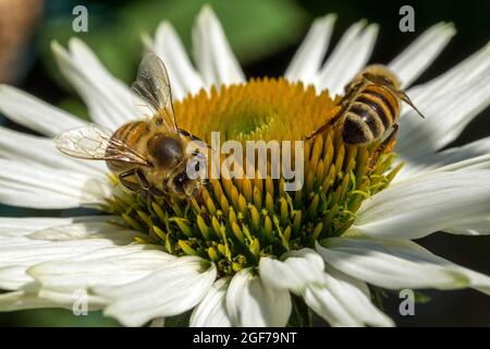 Honigbienen (APIs mellifera) sammeln Nektar auf Weißblütenkoneferse (Echinacea purpurea), Baden-Württemberg, Deutschland Stockfoto