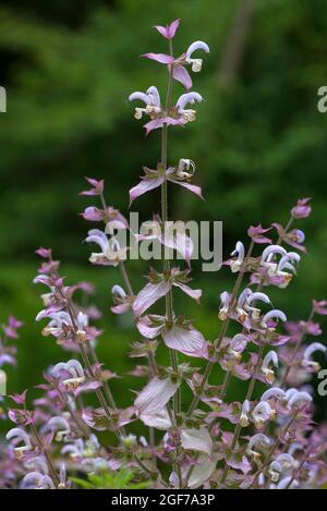 Clary (Salvia sclarea), Botanischer Garten, Erlangen, Bayern, Deutschland Stockfoto