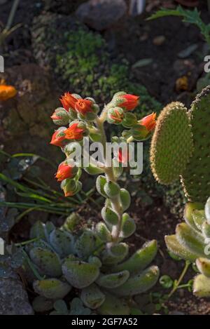 Mexikanischer Feuerkracker (Echeveria setosa), Botanischer Garten, Bayern, Deutschland Stockfoto