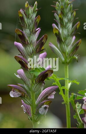 Blütenstand der langblättrigen Bärenbruche (Acanthus hungaricus), Bayern, Deutschland Stockfoto