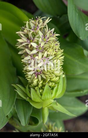 Blüte einer Haubenlilie, bunte Ananaslilie (Eucomis bicolor), Bayern, Deutschland Stockfoto