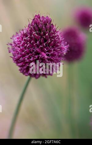 Lauch mit rundem Kopf (Allium Sphaerocephalon), Bayern, Deutschland Stockfoto