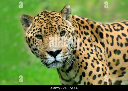 Jaguar (Panthera onca), Erwachsener, wachsam, Porträt, gefangen Stockfoto