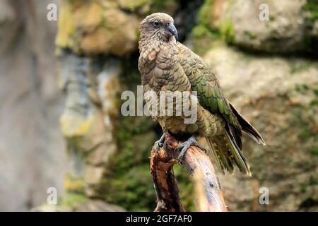 Kea (Nestor notabilis), Kea, Erwachsener, auf der Wache, gefangen, Neuseeland Stockfoto