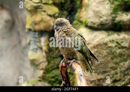 Kea (Nestor notabilis), Kea, Erwachsener, auf der Wache, gefangen, Neuseeland Stockfoto