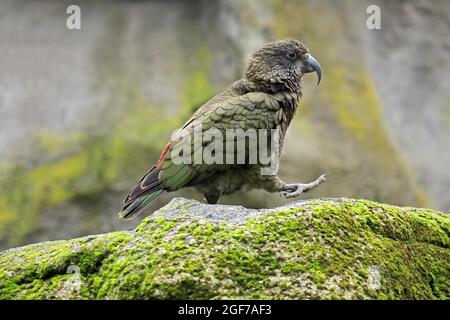 Kea (Nestor notabilis), Kea, erwachsen, auf Felsen, laufend, Captive, Neuseeland Stockfoto