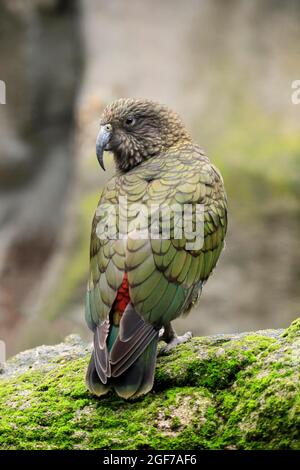 Kea (Nestor notabilis), Kea, erwachsen, auf Felsen, gefangen, Neuseeland Stockfoto