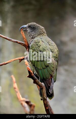 Kea (Nestor notabilis), Kea, Erwachsener, auf der Wache, gefangen, Neuseeland Stockfoto