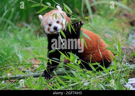 Westlicher kleiner Panda, Ailurus fulgens), erwachsen, ernährt, gefangen, Himalaya, Zentralasien Stockfoto