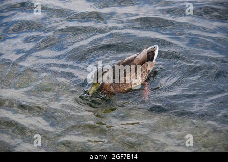 Eine Ente im flug in Überlingen am Bodensee Stockfoto